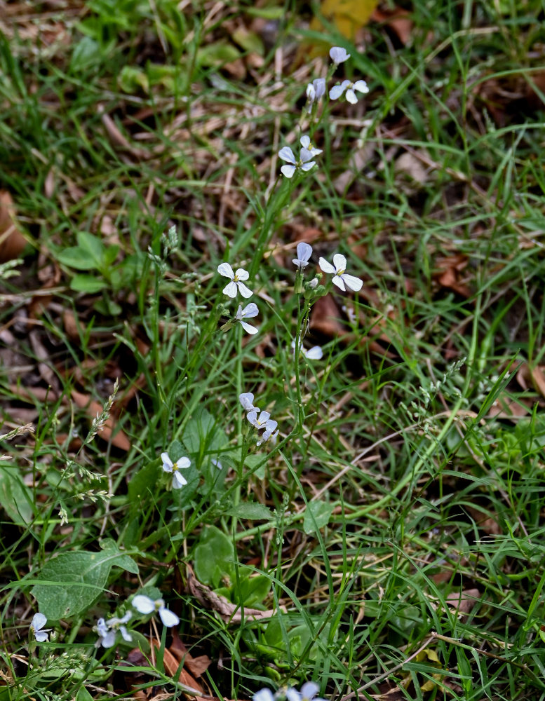 Image of Eruca sativa specimen.