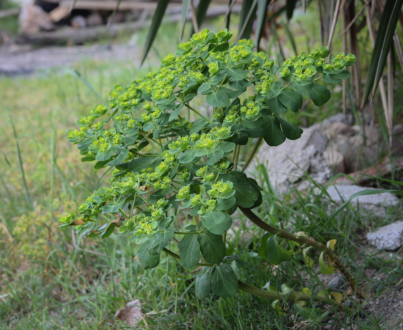 Изображение особи Euphorbia helioscopia.