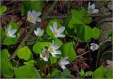 Oxalis acetosella. Цветки и листья. Московская обл., Раменский р-н, окр. ж.-д. платформы Хрипань, смешанный лес у ЛЭП. 30.04.2024.