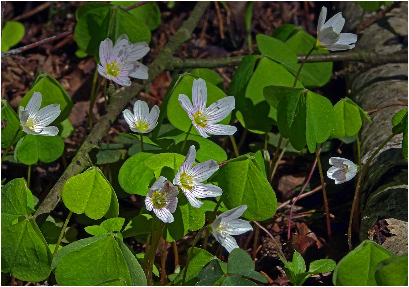 Image of Oxalis acetosella specimen.