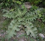 Verbascum sinuatum