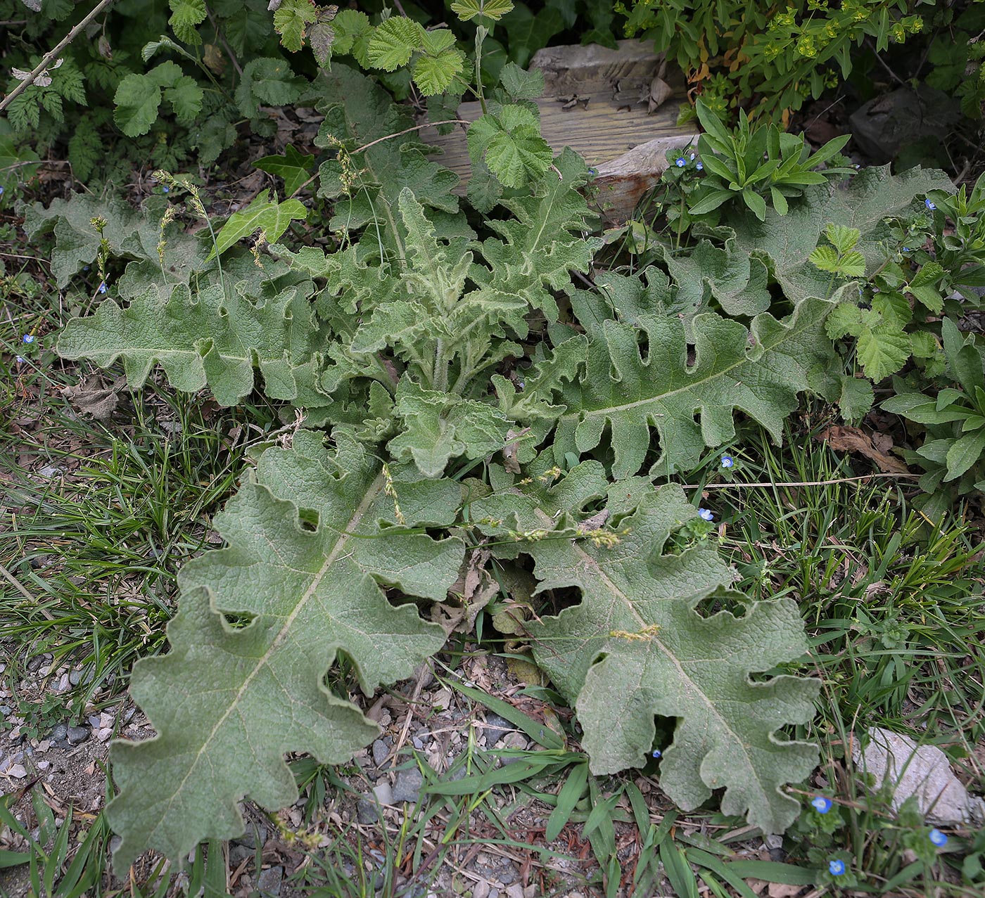 Изображение особи Verbascum sinuatum.