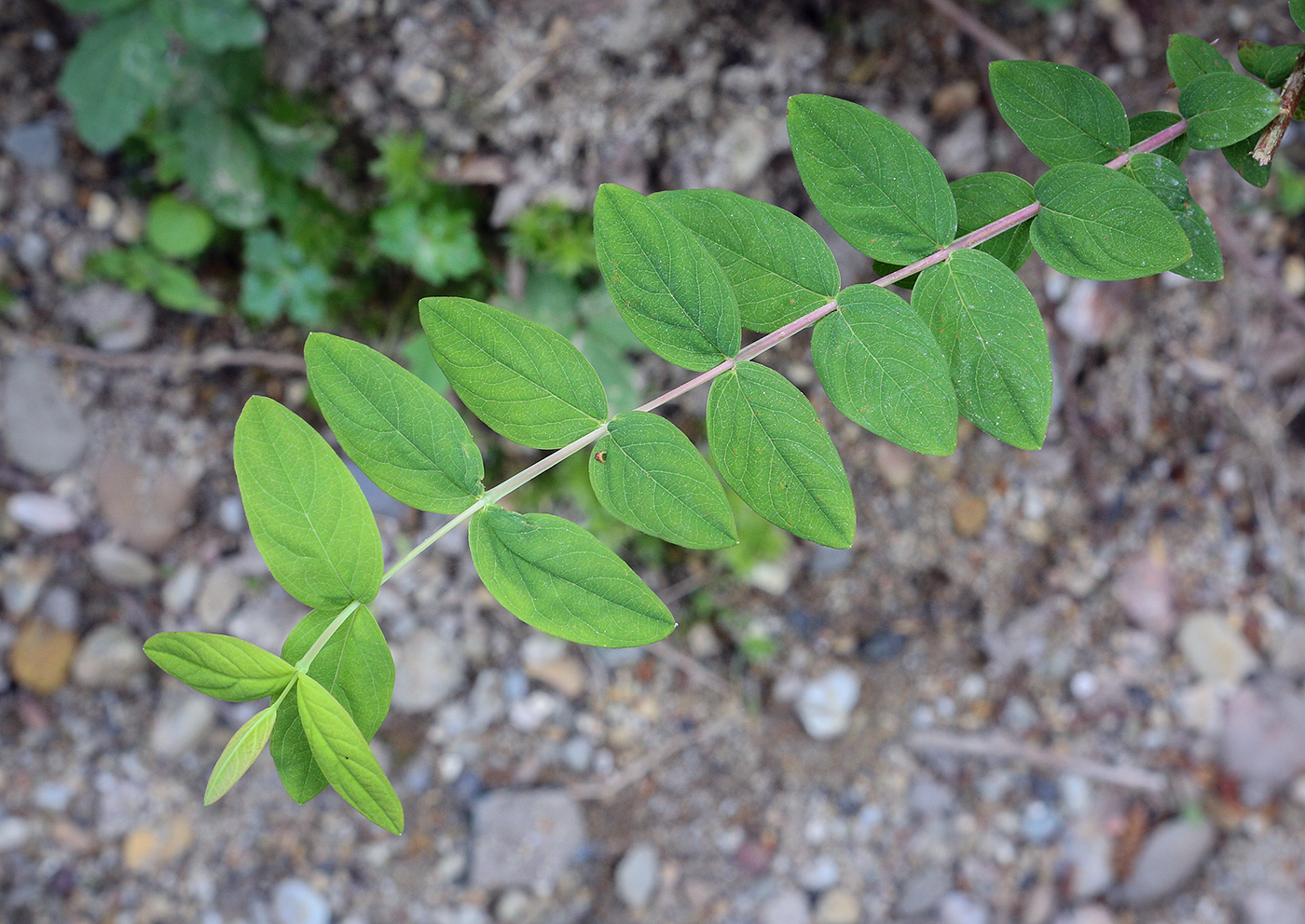 Image of Hypericum xylosteifolium specimen.