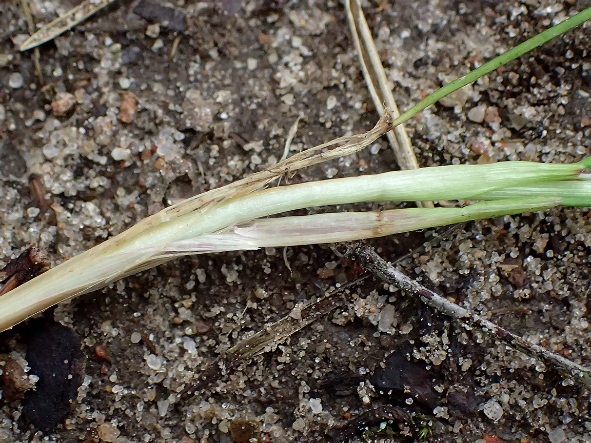 Image of Eriophorum vaginatum specimen.