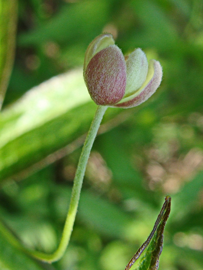 Изображение особи Anemonidium dichotomum.