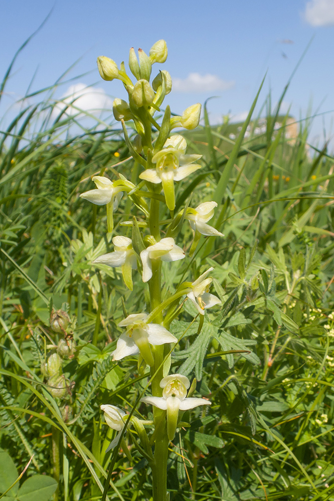 Image of Platanthera chlorantha specimen.