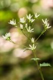 Saxifraga rotundifolia. Общее соцветие. Карачаево-Черкесия, Карачаевский р-н, ущ. р. Бадук, каменистый склон в смешанном лесу. 22.06.2024.