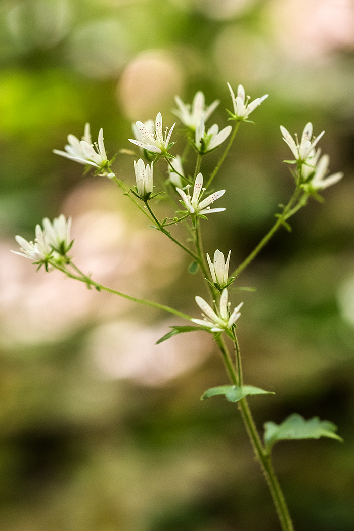 Image of Saxifraga rotundifolia specimen.