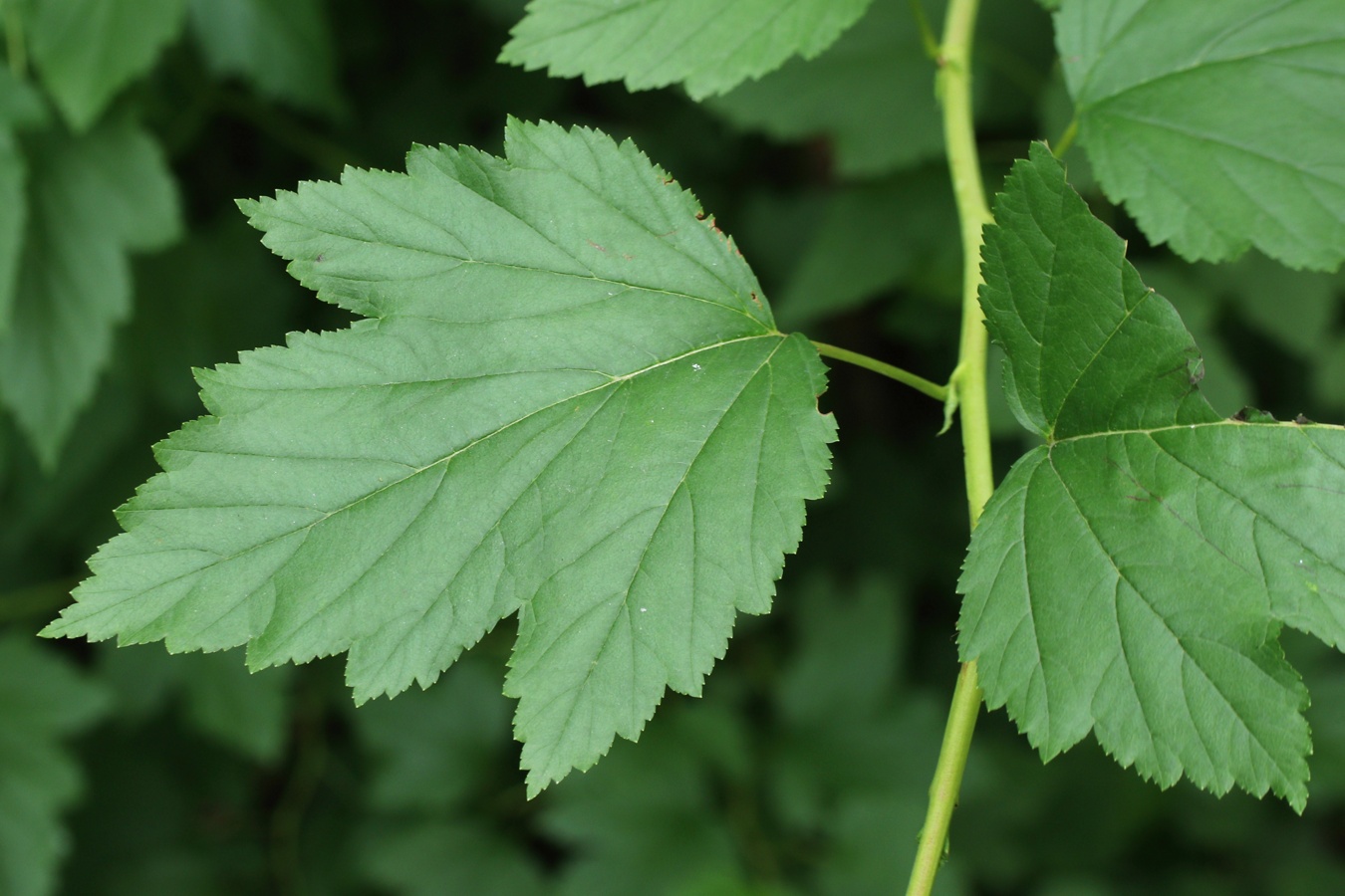 Image of Physocarpus opulifolius specimen.