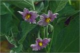 Solanum melongena. Цветки. Московская обл., Раменский р-н, окр. дер. Хрипань, садовый участок. 29.07.2024.