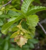 Carpinus orientalis. Верхушка побега с соплодием. Крым, Южный Берег, южн. склон горы Аю-Даг, возле туристической тропы. 25.05.2024.