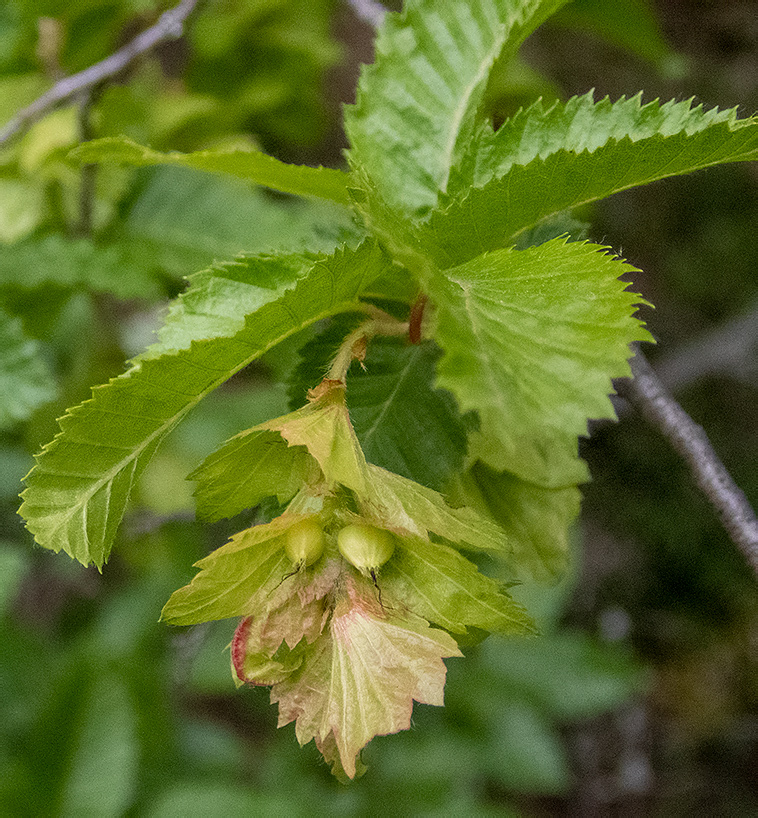 Изображение особи Carpinus orientalis.