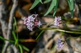 Valeriana capitata. Соцветие. Красноярский край, Таймырский Долгано-Ненецкий р-н, плато Путорана, долина р. Иркингда, опушка смешанного леса. 24.07.2023.