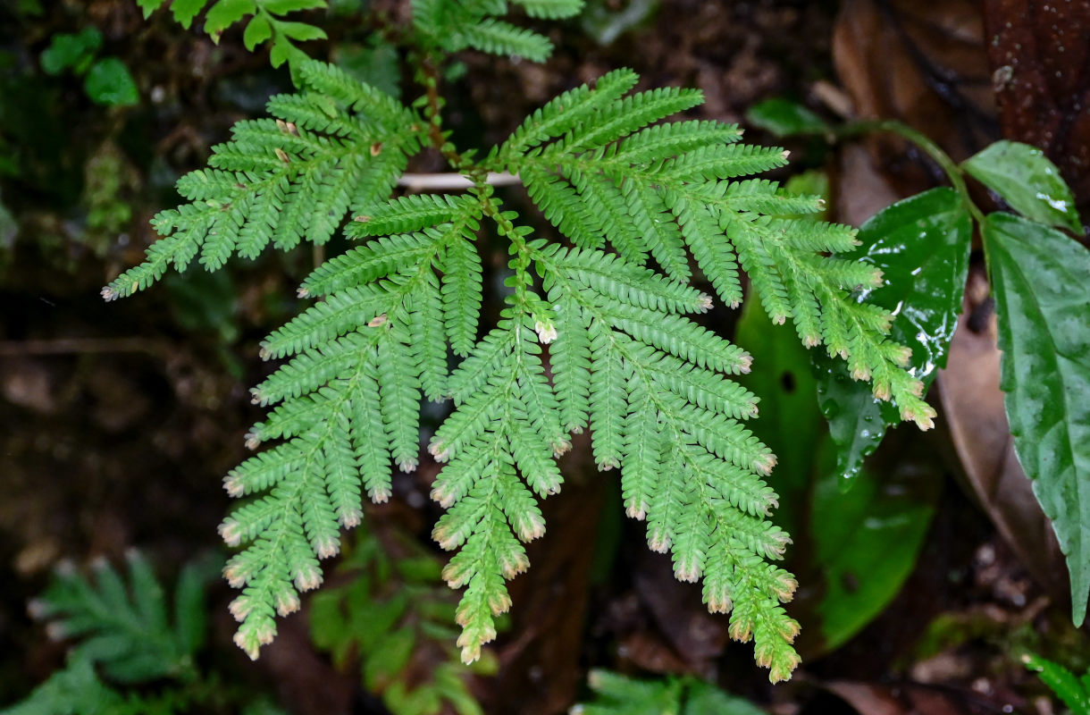 Изображение особи Selaginella delicatula.