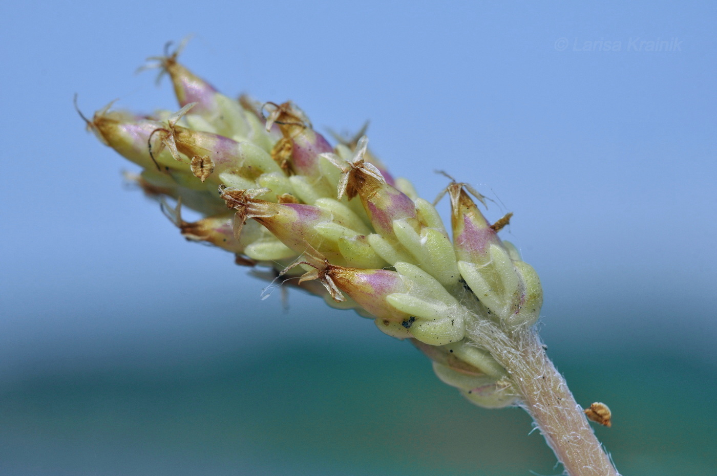 Изображение особи Plantago camtschatica.