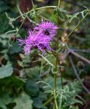 Centaurea scabiosa. Часть ветви с соцветиями. Московская обл., Одинцовский гор. округ, окр. дер. Аниково, опушка смешанного леса. 18.08.2024.