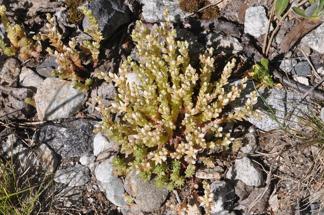 Изображение особи Sedum gracile.