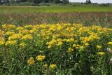 Senecio sarracenicus. Заросль цветущих растений. Ульяновская обл., Мелекесский р-н, пойма р. Бирля, заросшая ивой и тростником прибрежная часть пруда. 05.08.2023.