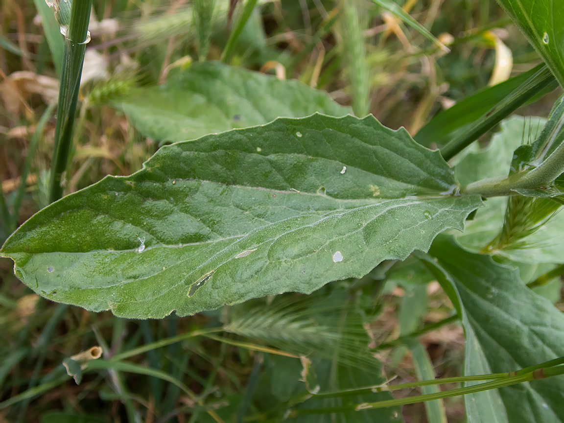 Image of Cardaria draba specimen.