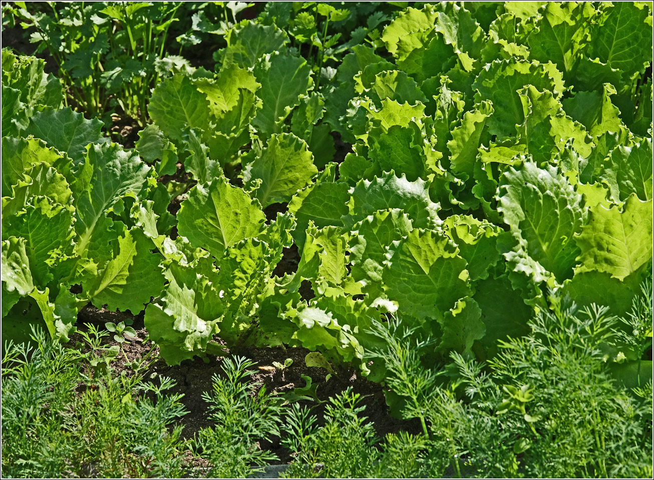 Image of Lactuca sativa specimen.