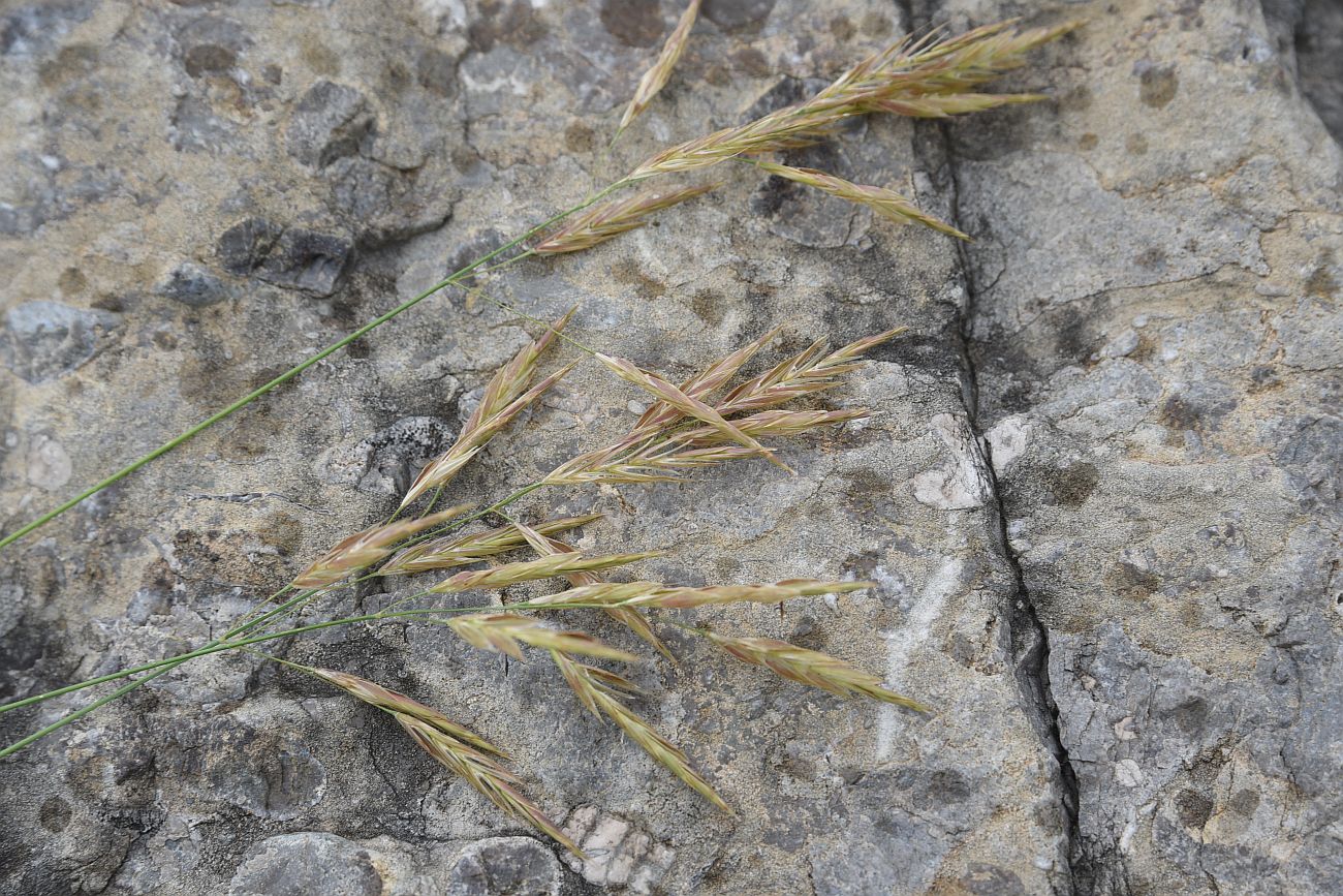 Image of familia Poaceae specimen.