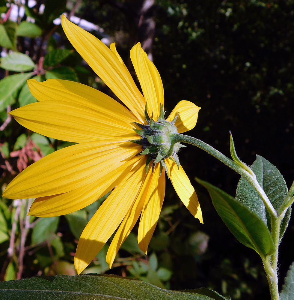 Изображение особи Helianthus tuberosus.