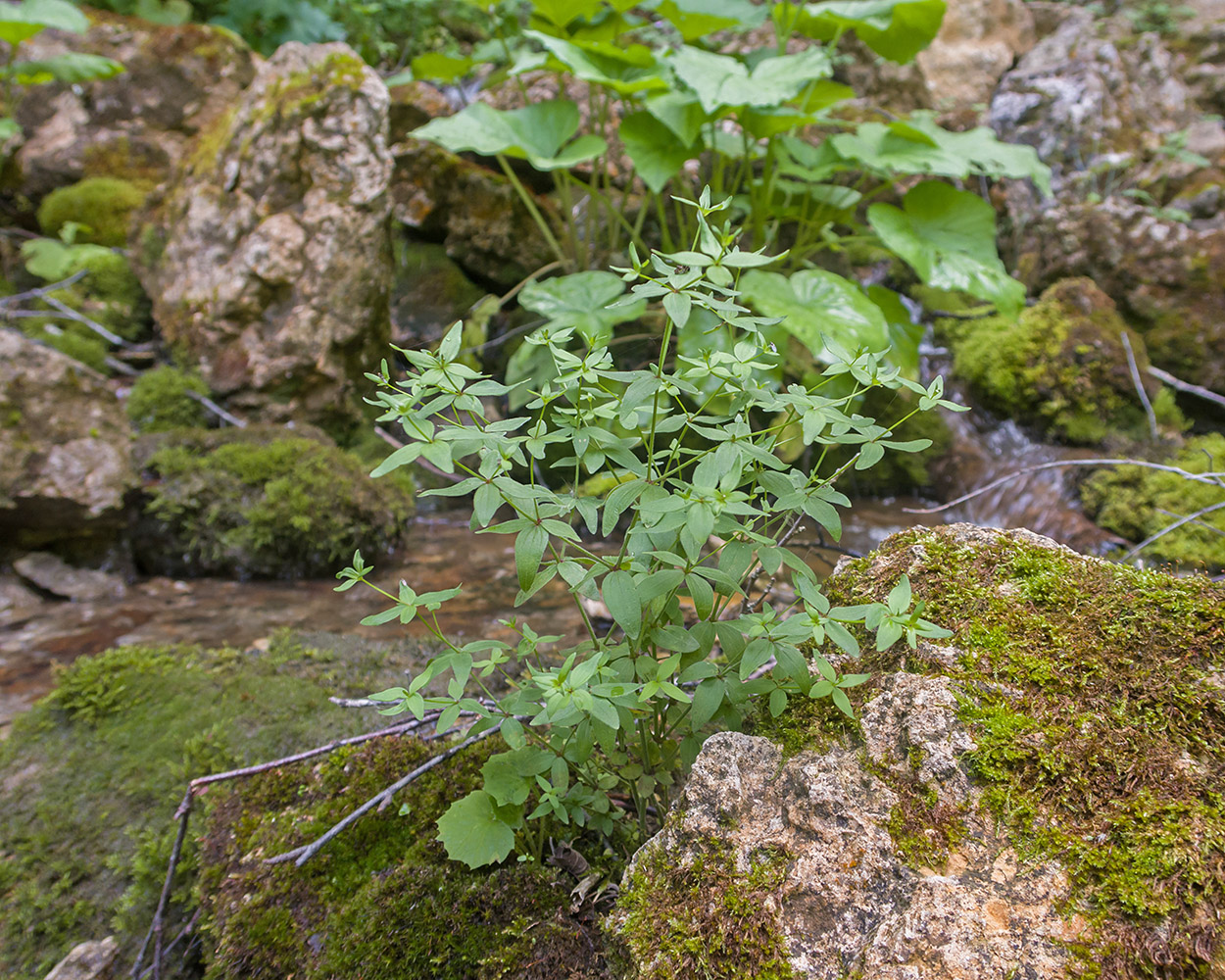 Изображение особи Galium valantioides.