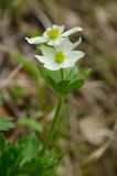 Anemonastrum biarmiense. Верхушка цветущего побега. Башкирия, Учалинский р-н, Тунгатаровский сельсовет, окр. дер. Яльчигулово, хр. Нурали, залесенный склон, дол. малого притока р. Миасс, разреженная берёзовая роща. 26 мая 2024 г.