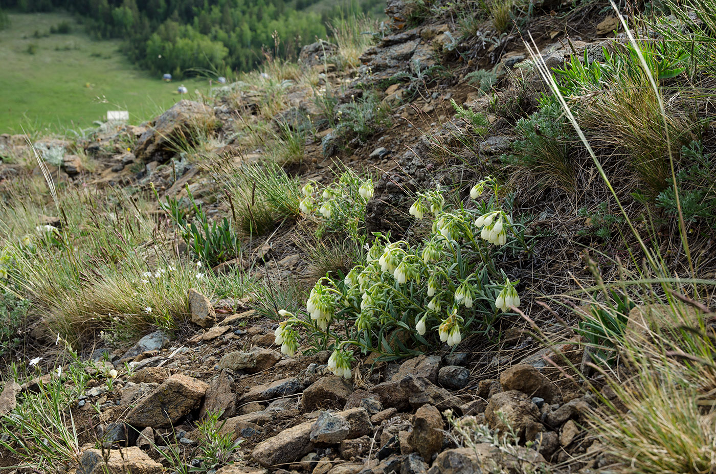 Изображение особи Onosma simplicissima.