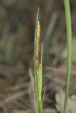 View full-size image Carex cuspidata