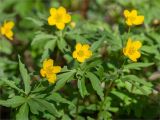 Смотреть изображение Anemone ranunculoides