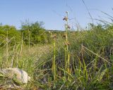 View full-size image Ophrys apifera