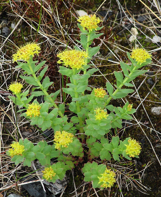 Image of Rhodiola rosea specimen.