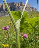 View full-size image Heracleum asperum