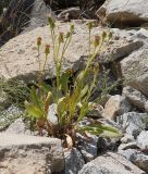 Смотреть изображение Senecio paulsenii