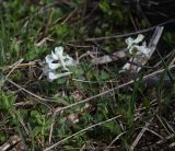 View full-size image genus Corydalis