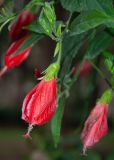 View full-size image Malvaviscus penduliflorus