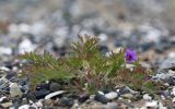View full-size image Erodium stephanianum