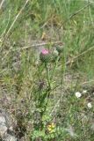 View full-size image Carduus acanthoides