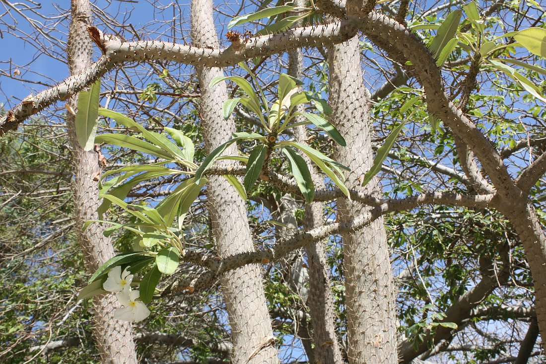 Image of Pachypodium lamerei specimen.