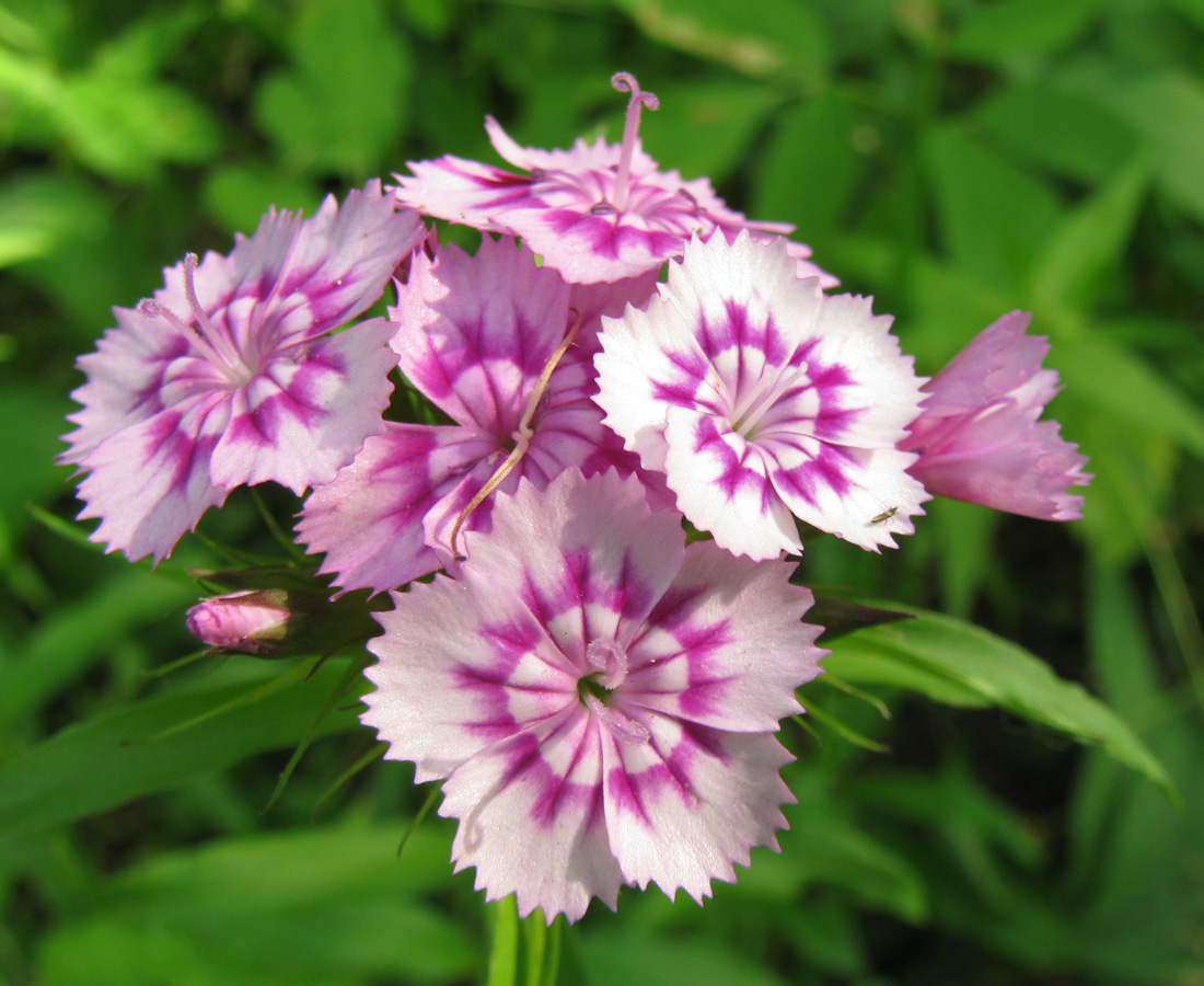 Изображение особи Dianthus barbatus.