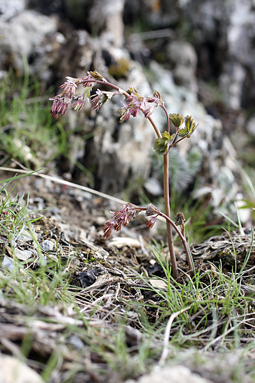 Image of Thalictrum isopyroides specimen.