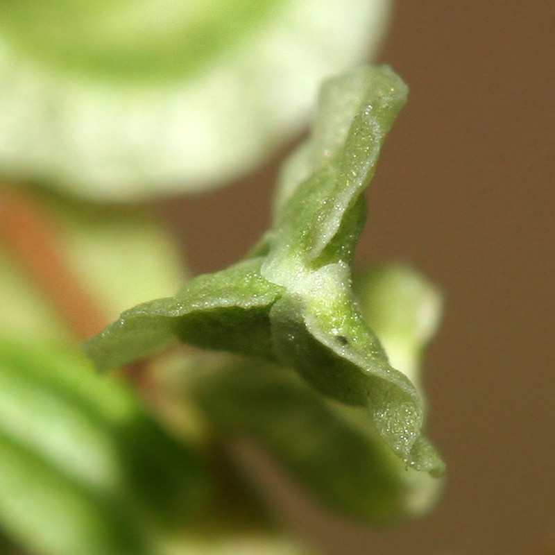 Image of Fallopia dumetorum specimen.