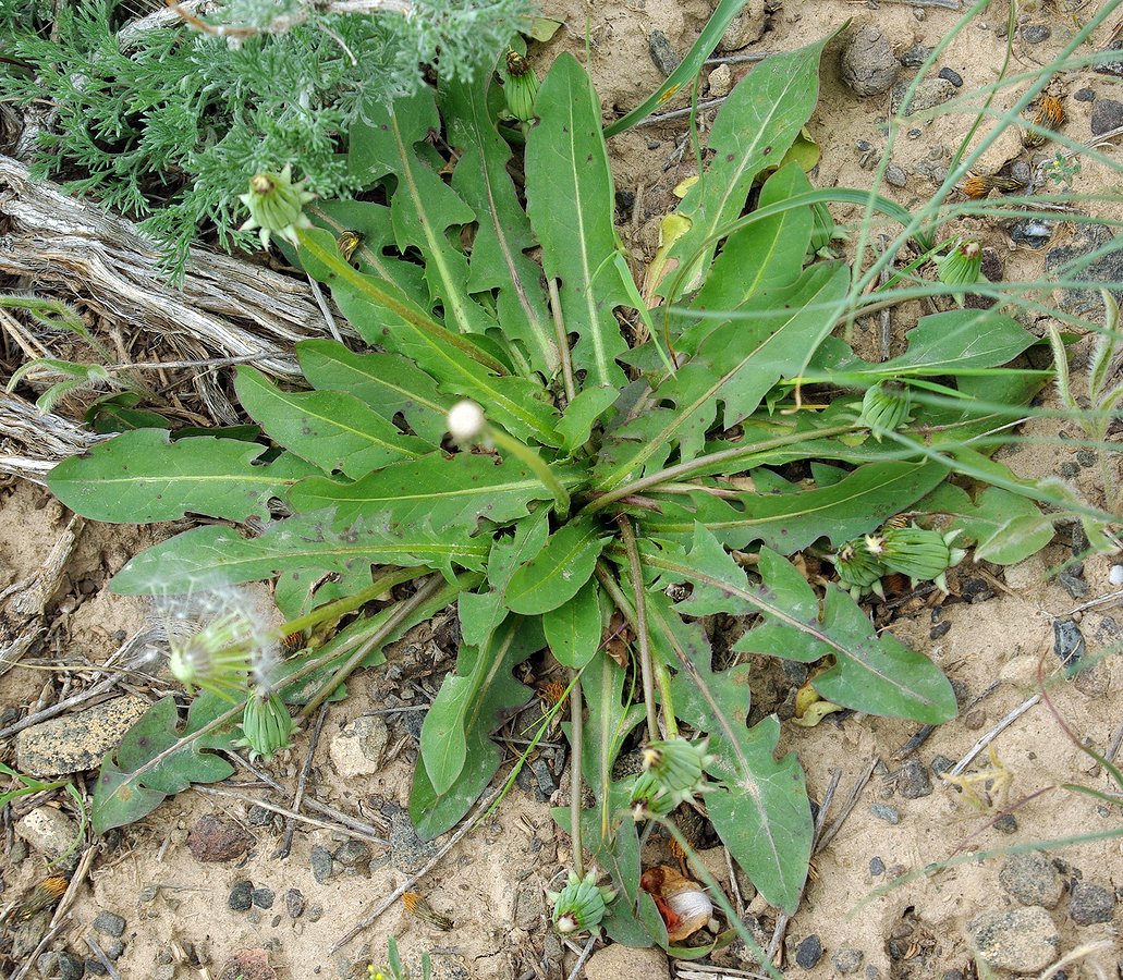 Image of Taraxacum karatavicum specimen.