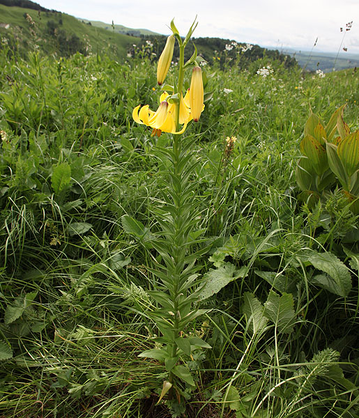 Image of Lilium monadelphum specimen.