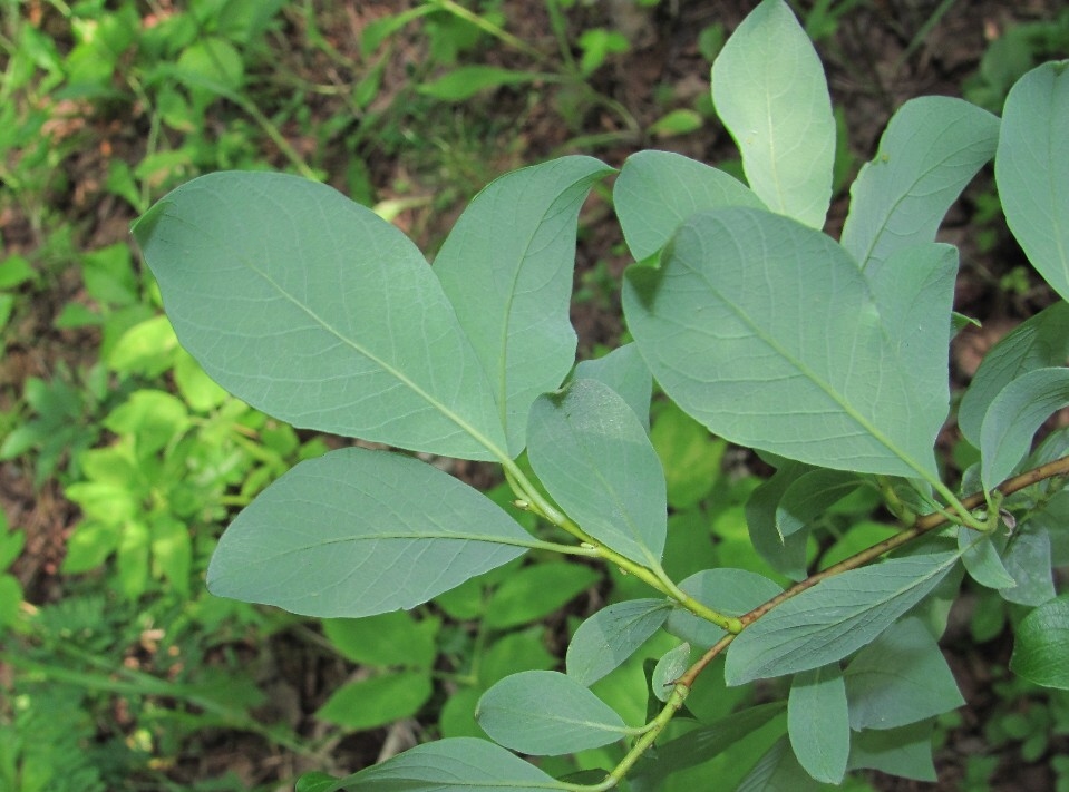 Image of Salix &times; livescens specimen.