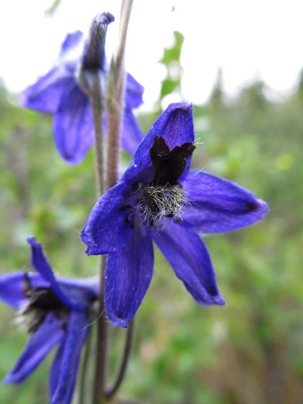 Image of Delphinium crassifolium specimen.