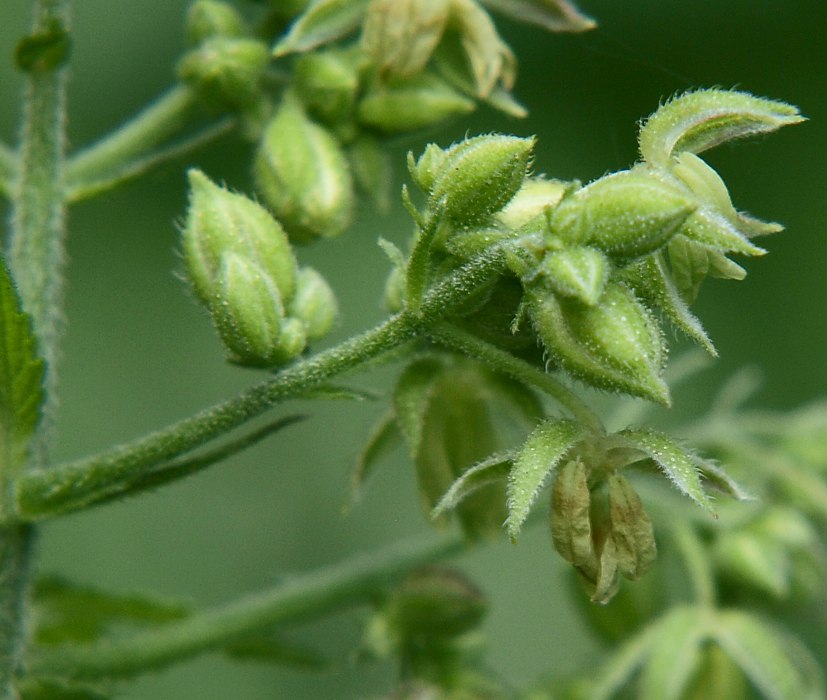 Image of Humulopsis scandens specimen.