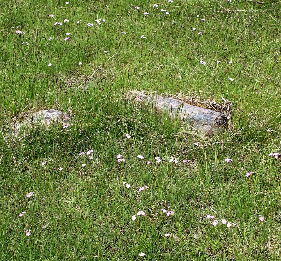 Image of Primula finmarchica specimen.