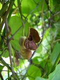 Aristolochia macrophylla